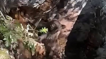 VIDEO Lovci izvukli medvjedića iz jame kod Mostara: Mali medo je dobio novu priliku...