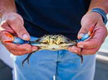 Italy is fighting an invasive species of crab - with tens of thousands of octopuses