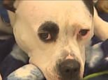 Minneapolis is set to end ban on felons from owning potentially dangerous large dogs after unveiling shamefully woke new term for criminals