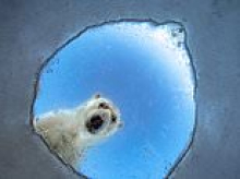 Revealed: A sneak peek at some of the winners of the Wildlife Photographer of the Year