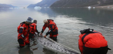 Grönland: Narwale tauchen mit Messgeräten im Eismeer – und bringen dramatische Zahlen mit