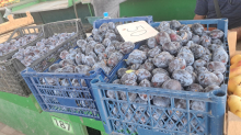 ŠLJIVA U VRANJSKOM KRAJU RODILA ZA MEDALJU: Evo pošto je kilogram (FOTO)
