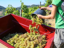 Srpsko grožđe poranilo 2 nedelje! Vreline i suša ubrzale berbu, a vinogradari trljaju ruke zbog jednog detalja