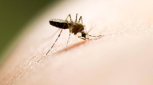 Otac joj ima virus Zapadnog Nila: Jedan dan je cijepao drva, sad je u bolnici, ne može hodati