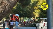 Stablo u Rovinju palo na cestu. U blizini ljudi i automobili...