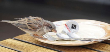 Berlin: Spatz-Bestände gehen drastisch zurück