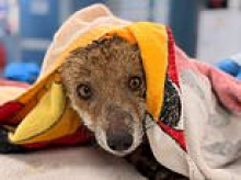 Little fox cub is rescued from drainpipe after becoming trapped underground for nine hours