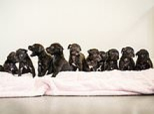 RSPCA centre is suddenly looking for homes for puppies after two rescue dogs gave birth... to a massive 21 pups