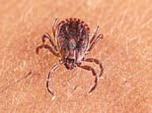 New tick-borne virus found in China after hundreds tested for unexplained severe fever... and critter carrying disease is already in the US