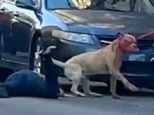 Pit bull's face drips with blood after mauling woman on the street in San Francisco