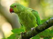 Dozens of parakeets are found dead in London park after 'being killed by catapults using sick technique called lamping'