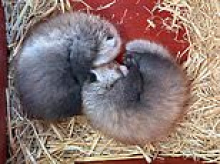 Cute cubs curl up! Can YOU guess what sort of animal they are?