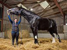 That's neigh bother! Britain claims two equine firsts in Guinness World Records