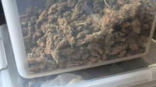 Policija u Konavlima pronašla više od kilograma marihuane: U kući imao i svoj laboratorij