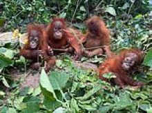 Discovery of five baby orangutans in Indian forest sparks trafficking investigation