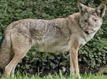 Beloved local coyote named Wendy is killed after being shot in the head as crushed locals demand justice
