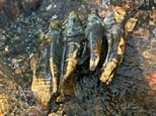 Extremely rare Ice Age relic from massive extinct creature dating back more than 10,000 years is found in California creek