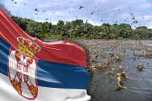 Srbija pod invazijom predatora poznatih po kanibalizmu! Viđaju ih svuda, evo zašto ih je odjednom toliko Foto