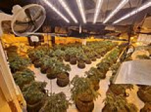 Abandoned BHS shop is turned into £1.3million cannabis farm with more than 1,700 plants across two floors