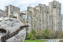 Horor na Novom Beogradu! Tijanu iz sna probudio snažan pritisak, zmija joj se obmotala oko vrata! 