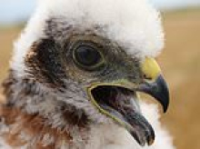 One of six chicks born to Britain's rarest bird of prey has been hit and killed by a train