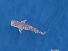 Extremely rare shark is spotted swimming through crystal clear waters of Pacific Ocean off the coast of California