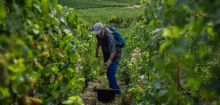 Frankreich: Rekordhitze sorgt für stärkeren Champagner