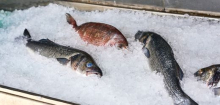 Insel Syros: Griechische Steuerfahnder verhängen Strafe – weil Fisch zu frisch erschien