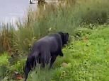 Meghan confirms Labrador Pula has joined her in the UK in new footage of their British life - after heartache of leaving behind rescue dog Bogart during her first move to London
