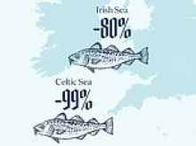 Fish and chips could be off the menu: UK cod stocks have crashed by 48%, study warns