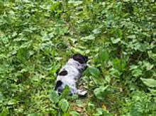 Dog lovers swoon over puppy which passes out whenever it gets too excited