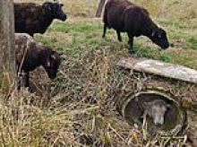 Ewe have got to be joking! Knackered ram gets trapped in concrete pipe after taking refuge from nine randy sheep