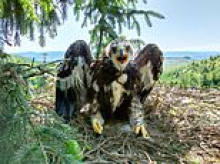Adorable golden eagle fledglings are named Sassy and GoldenEye by Dame Judi Dench and Outlander star Sam Heughan during conservation project