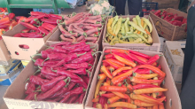OVA PAPRIKA NAJBOLJA JE ZA AJVAR: Vrsne domaćice kad biraju gledaju ove 3 stvari, to je najvažnije!  