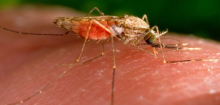 Frankfurt am Main: Zwei Flughafen-Anwohner an Malaria erkrankt
