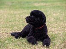 Obama family devastated after their adorable dog Sunny dies... as Barack shares heartbreaking tribute to their 'perfect' pet
