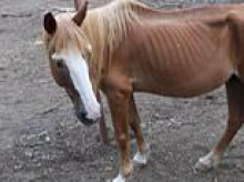 Over 100 animals are seized from Texas sanctuary after emaciated horses and dead monkeys are found in deplorable conditions