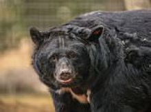 Five moon bears rescued from tiny cages at South Korean bile farm arrive at their forever home in Suffolk