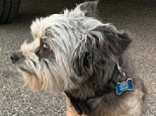 Beloved dog who disappeared at the groomer is reunited with family more than four years later
