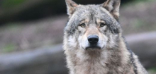 Sachsen: Landtag erlaubt Abschuss von Wölfen nach Angriff auf Nutztiere