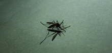 Frankfurt am Main: Zwei Flughafen-Anwohner an Malaria erkrankt – wie groß ist das Risiko?