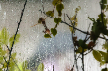 Nevihte povzročile nekaj težav v slovenski Istri: poplave meteornih voda in vetrolomi