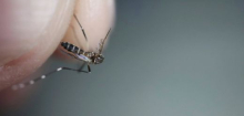 Malaria am Flughafen Frankfurt am Main: Behörde rät Bürgern zu Mückenschutz