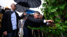 VIDEO Pogledajte kako Milanović i veleposlanici beru grožđe u Jastrebarskom