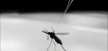 Malaria in Frankfurt Schwanheim: Wie gefährlich ist der Ausbruch?