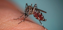 Malaria nahe Flughafen Frankfurt: Anwohner nach Infektion gestorben