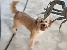 Only in Florida! Terrifying moment crab armed with a BLADE swipes at homeowner and his dog
