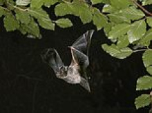 Piddington migrant camp dealt another blow after discovery of one of world's rarest bats at planned asylum site