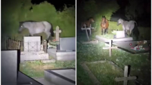 VIDEO Nestvarno! Konji noću u Otočcu lutaju grobljem, skaču na spomenike: Gdje je vlasnik?