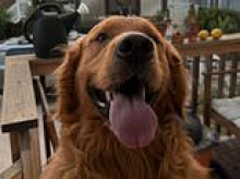 Golden retriever 'guard dog' filmed trying to PLAY with intruder who broke into his home